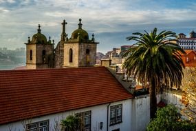 green palm tree near the house in portugal