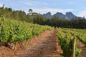 vineyard at spring, south africa, cape town