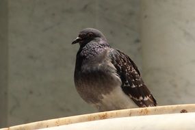 thick gray dove