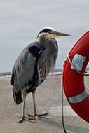 blue heron at red rescue ring