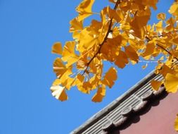 golden autumn ginkgo leaves at sky