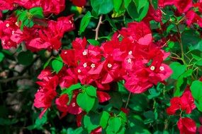 the beauty of nature red flowers