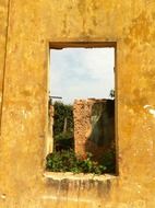 blooming plants growing on ruined house