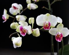 moth orchid, blooming potted plant