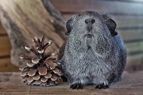 grey smooth haired guinea pig looking straight