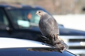 pigeon sits on car roof in city