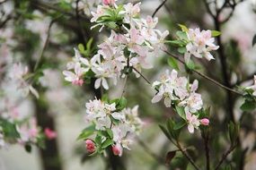apple tree branches with pink flowers