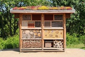 wood insect house hibernate