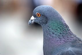 wild pigeon, head close up