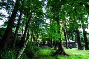 temple in a thicket of green forest in japan