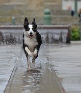 running dog in a spray of water