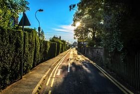 empty street with fence overgrown by ivy at sidewalk