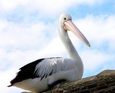 the pelican sits on the roof