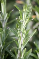 fresh rosemary leaves