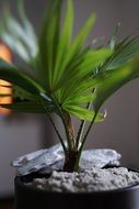 potted green plant decoration