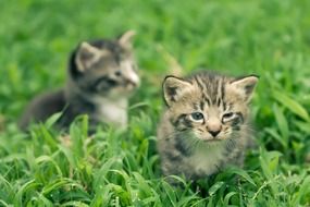 two small grey kittens on green grass