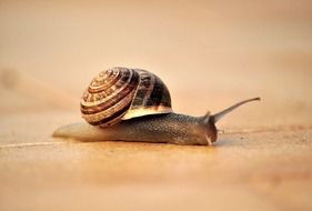 brown snail crawling aside