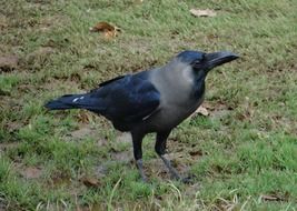 indian greynecked crow on grass
