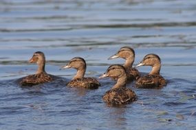 five young ducks on water