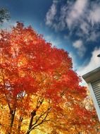 tree with orange and yellow leaves