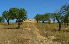 trail among olive trees to ruined stone building on meadow, spain, mallorca