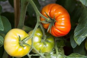 red and green tomatoes on plant