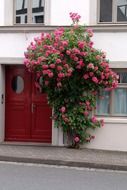 blooming rose bush on facade at door