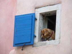 ginger dog looks out of the window