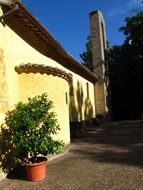 potted plant near old facade, italy