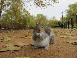 grey squirrel sitting on ground in park close up, uk, england, london