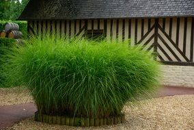 Ornamental grass at old farm building, france, normandy