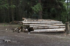 forest woodworking logs