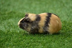 cute guinea pig on the lawn
