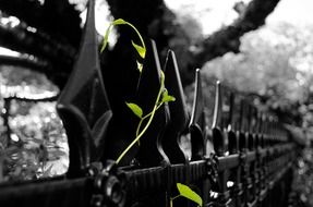 green vine on wrought iron fence