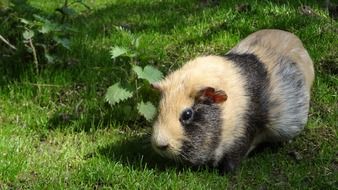 striped guinea pig on green grass