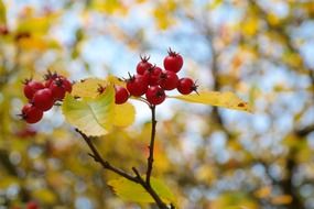 red berries on a bush in autumn