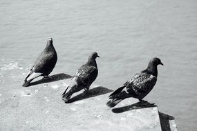 City pigeons water view