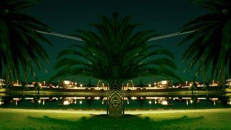 palm trees on lakeshore at night