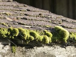 moss covered wooden roof, fragment, close up