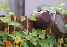 blooming nasturtiums at wooden fence with old kitchenware