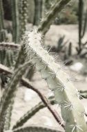 long cactus with star form spikes