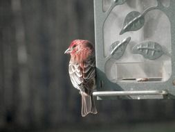 finch sits on bird feeder, close up
