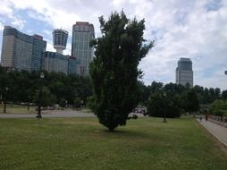 tall modern buildings behind summer park