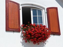 red geranium flowers at window with shutters