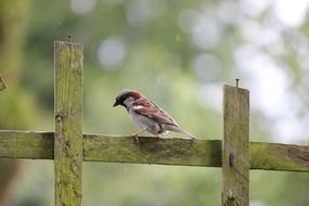 sparrow bird fence