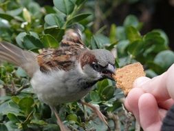 sparrow feeding from personâs hands