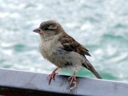 female sparrow sits outdoor