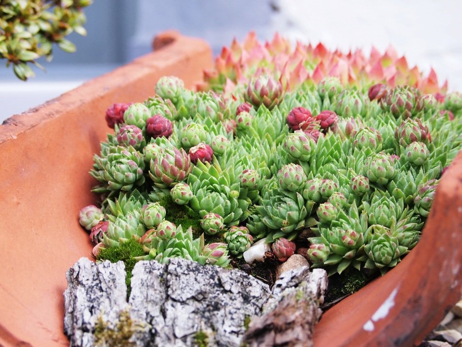 plants on the gable of the building