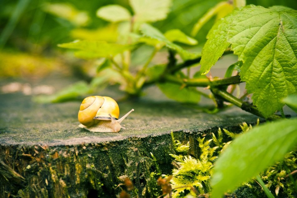 yellow snail on stump