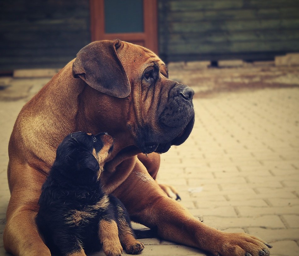 two friends rottweiler puppy dog and Mastiff